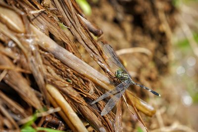 Close-up of insect on plant