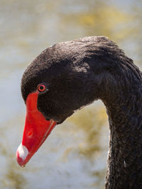 Close up shot of black swan on the lake