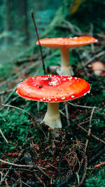 Close-up of fly agaric mushroom on field