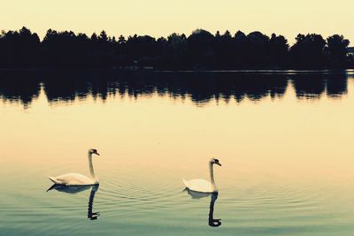 Swans swimming in lake against sky during sunset