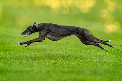 Close-up of dog on grass