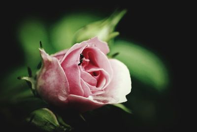 Close-up of pink rose