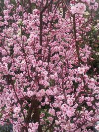 Pink flowers blooming on tree