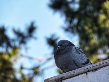 Low angle view of bird perching on branch against sky