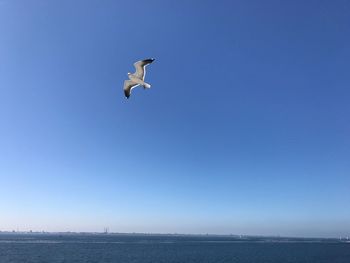 Low angle view of seagull flying over sea against clear blue sky