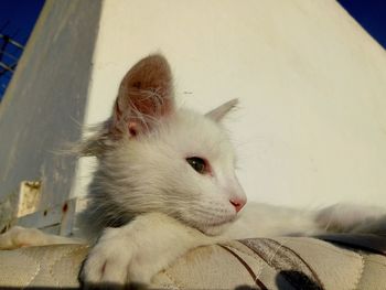 Close-up of a cat looking away