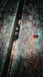 Close-up of insect on wood