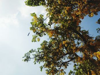 Low angle view of tree against sky