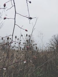 View of flowering plants on land against sky