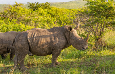 Rhino in hluhluwe national park nature reserve south africa