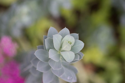 Close-up of white flower blooming outdoors