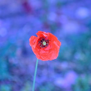 Close-up of red poppy flower