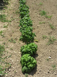 High angle view of plants growing on field