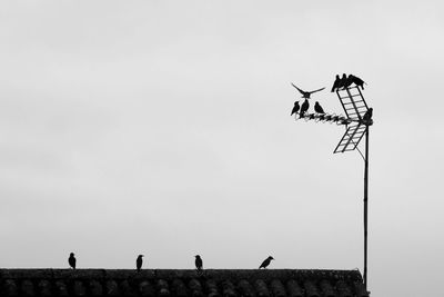 Low angle view of silhouette birds flying against clear sky