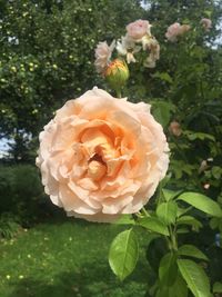 Close-up of fresh rose blooming outdoors