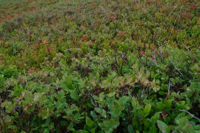 Full frame shot of flowering plants on land