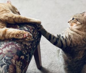 High angle view of a cat
