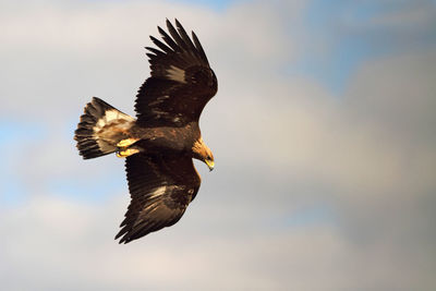 Low angle view of eagle flying in sky