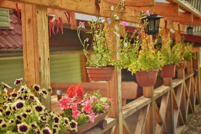 Row of potted plants hanging from wooden structure