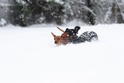 Horse on snow covered field