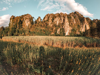 Scenic view of field against sky, noen maprang