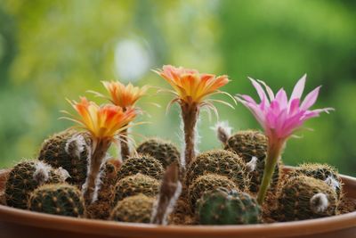 Close-up of potted plants