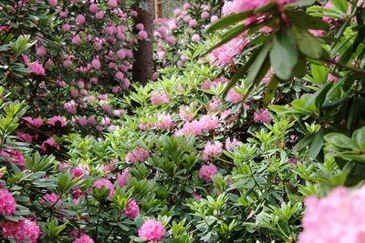 Close-up of pink flowers