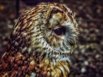 Close-up of owl