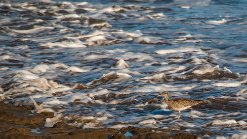 High angle view of seagull on beach