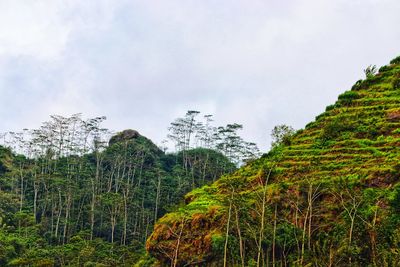 Plants growing on land against sky