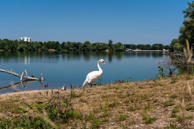 Swan at lakeshore against sky