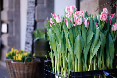 Close-up of flowering plants in market