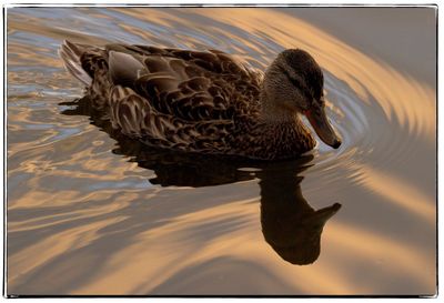 Close-up of duck swimming in lake