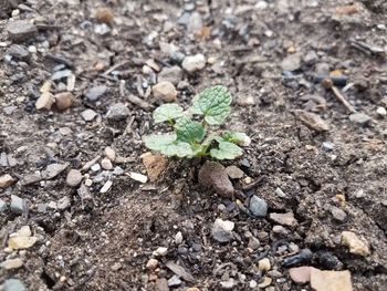 High angle view of small plant growing on field