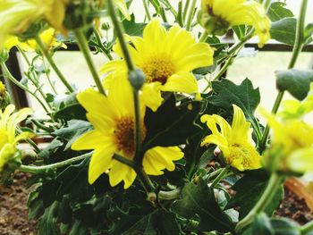 Close-up of yellow flower