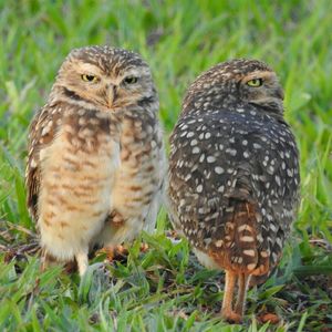 Close-up of owl perching on grass