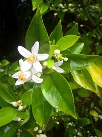Close-up of white flowers blooming outdoors