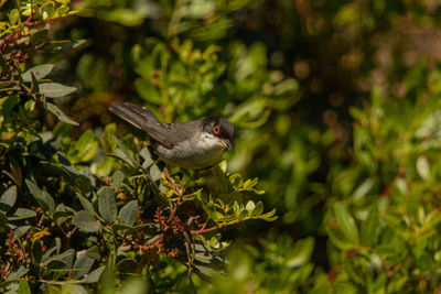 Bird perching on a tree