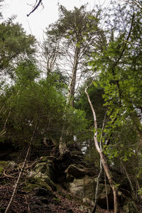 Low angle view of trees in forest