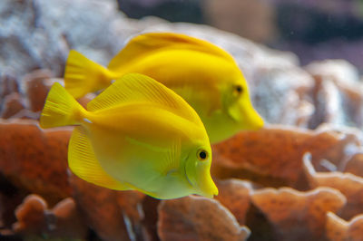 Yellow tang in saltwater aquarium in ocenapolis brest