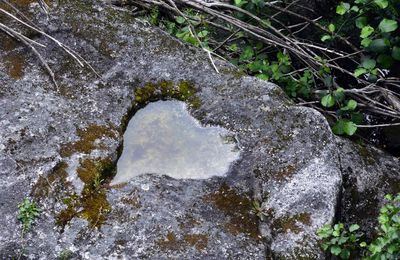 Close-up of plants in water