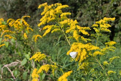 Close-up of yellow flowering plant