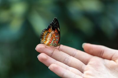 Close-up of butterfly on hand