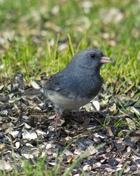 Close-up of bird perching on ground