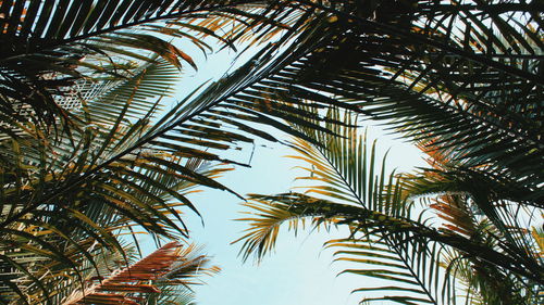 Low angle view of palm trees against sky