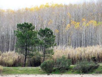 Trees and plants on field in forest