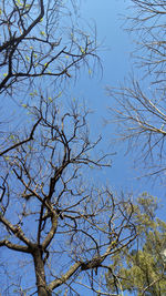 Low angle view of tree against clear sky