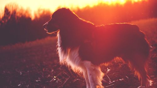 Side view of dog on field during sunset