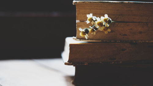 Close-up of flower on table