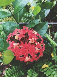 High angle view of red flowers blooming outdoors